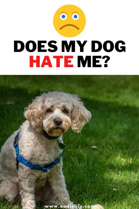 Does My Dog Hate Me? [7 Signs] - Oodle Life