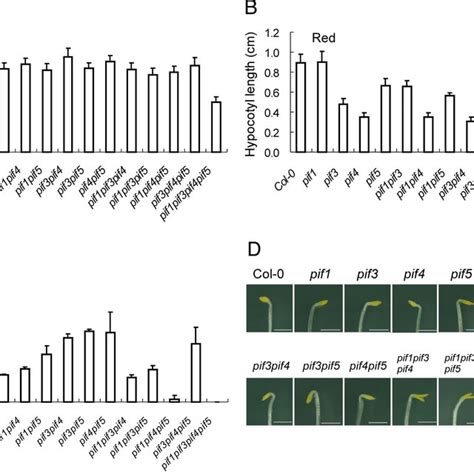 Pif Negatively Regulates Chlorophyll Biosynthetic Genes And