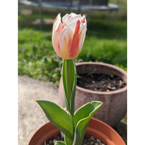 Tulipa Happy Generation Bulb Triumph Tulip With White And Cherry