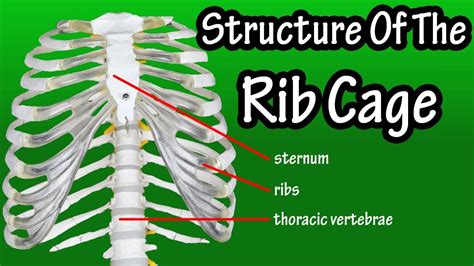 How Are Ribs Numbered In Order