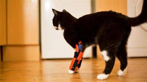 Artificial Legs For Cats