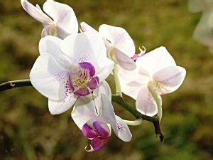 Cuidados esenciales para tus orquídeas Guía completa