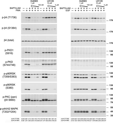 Pma And Egf Stimulated Phosphorylation Of T Is Dependent On Pkc