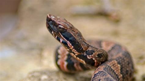 Venomous Snakes in Virginia (3 Poisonous & Deadly Species)