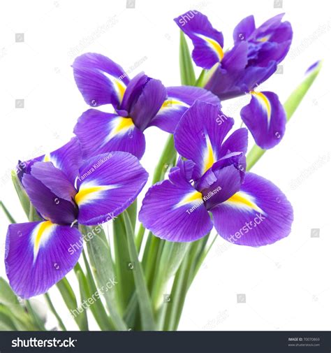 Beautiful Dark Purple Iris Flower Isolated Stock Photo 70070869