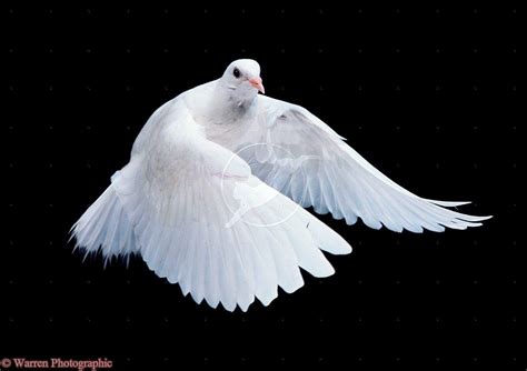 White Dove Wallpapers - Wallpaper Cave