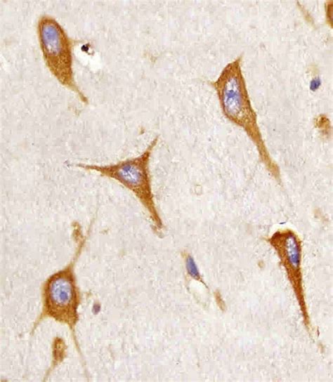 BAP31 Antibody Purified Mouse Monoclonal Antibody Mab WB IHC P E