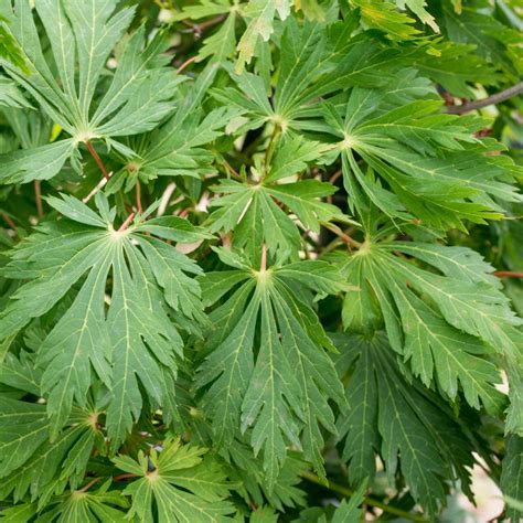 Acer Japonicum Aconitifolium En Pot De Litres