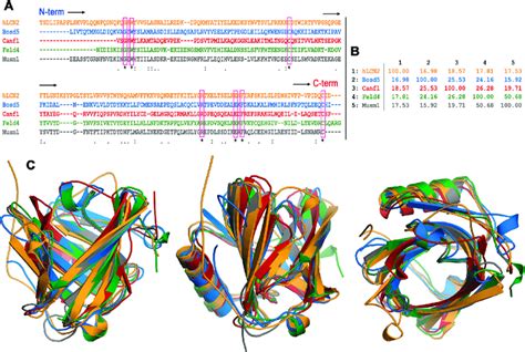 Sequence And Structural Alignment Of Lipocalins A Clustal Multiple