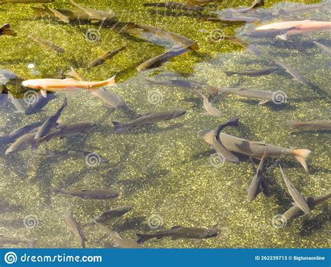 Truta Nadando Em Piscicultura Lagoa De água Transparente Do Jardim