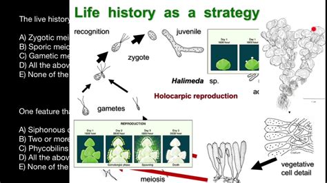 Halimeda Green Algae Red Algae Photosynthesis Life History