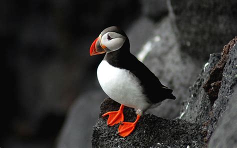 Puffin Wallpapers Wallpaper Cave