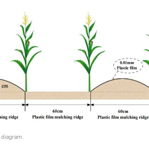 Linear Regression Relationships Between Different Fertilization Levels