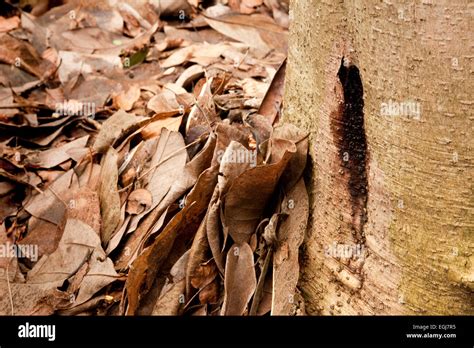 Pruebas De La Muerte Repentina De Los Robles Phytophthora Ramorum