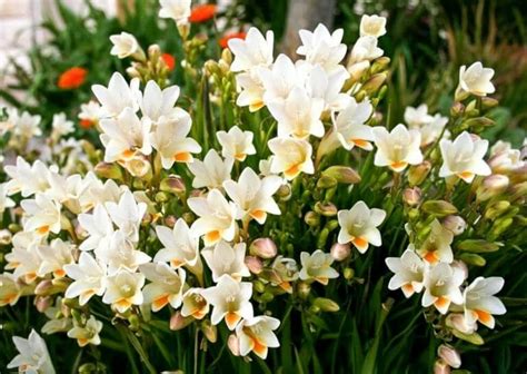 Freesia Meaning Symbolism And Color Significance In The Language Of