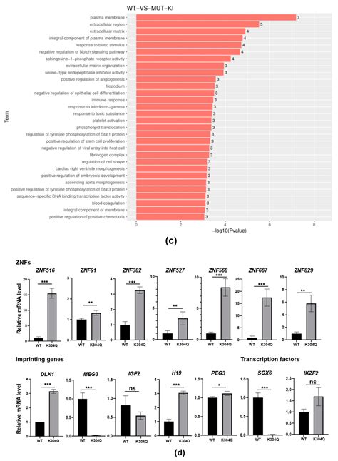 IJMS Free Full Text Acetylation Mimic Mutation Of TRIM28 Lys304 To