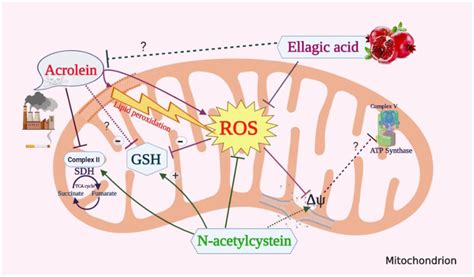 Acrolein Increased Ros Lipid Peroxidation And Decreased Gsh Content