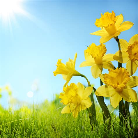 links greenhouse seasonal