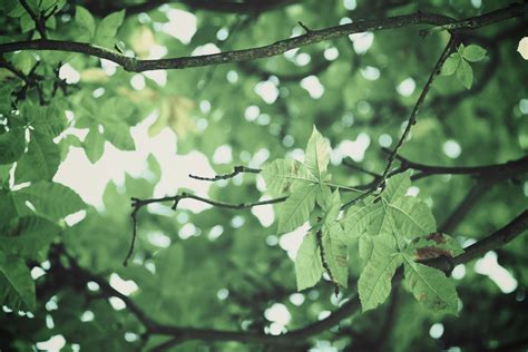 Free Images Tree Nature Forest Branch Blossom Sunlight Leaf