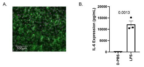 Raw Cells Express Basigin And Lps Induced Il A