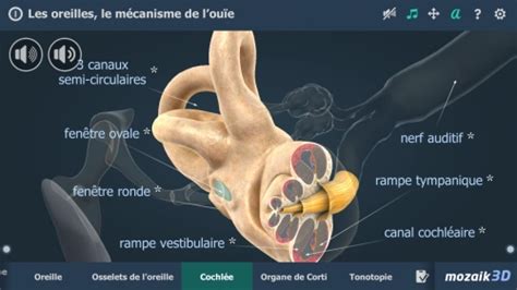 Les oreilles le mécanisme de l ouïe 3D sur iphone et android Jeux et