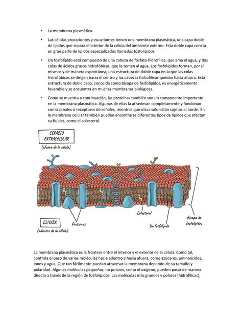 Menbrana Plasmática resumen de membrana plasmatica La membrana