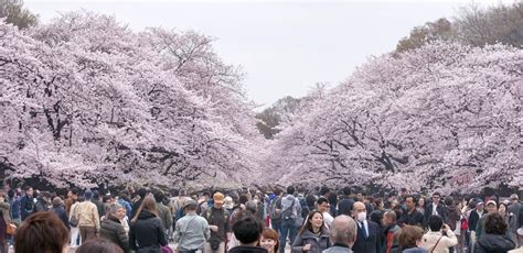 The Cherry Blossom Festival in Japan - Everything You Need To Know