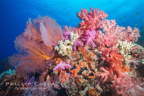 Sea Fan Gorgonian And Dendronephthya Soft Coral Fiji Vatu I Ra