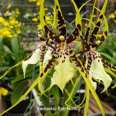 Promo Anggrek Oncidium Fantastis Bob Hanley Diskon Di Seller