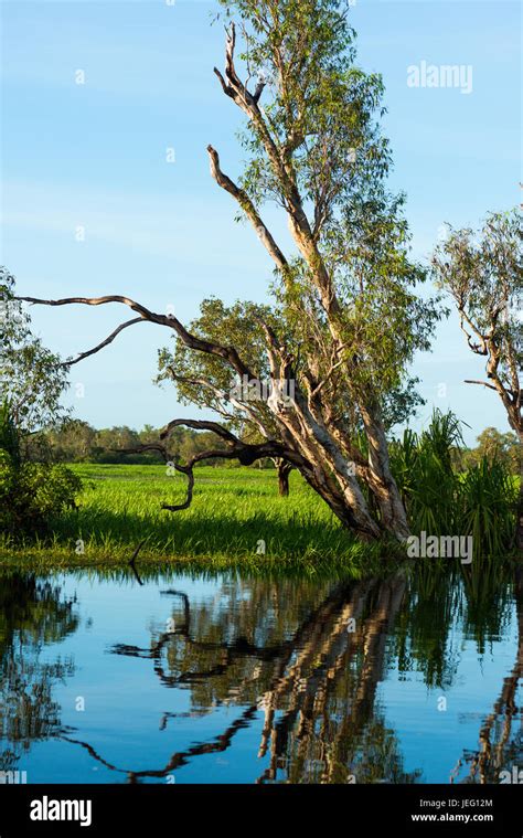 Flooded Wetlands During The Wet Season Kakadu National Park Northern