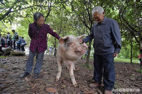 汶川地震“猪坚强”已300多斤 10岁半“高龄”行动不便