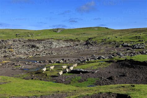 Shetlandschafe B Sewichte Von Hamnavoe Durch Sturmablagerungen