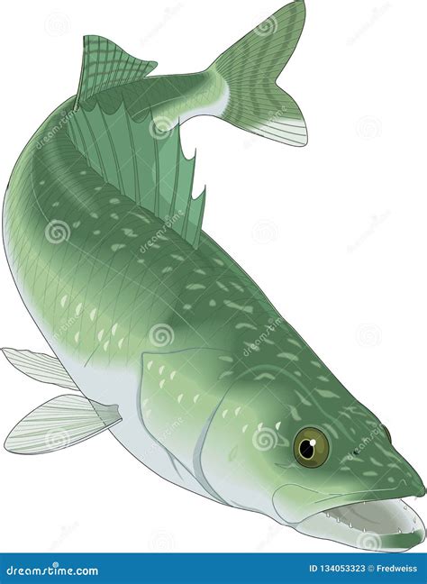 Walleye Illustration Stock Vector Illustration Of Seafood 134053323