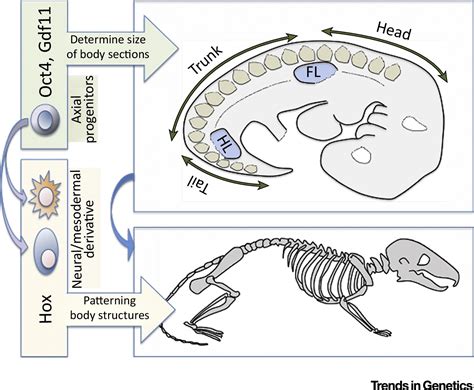 Reassessing The Role Of Hox Genes During Vertebrate Development And