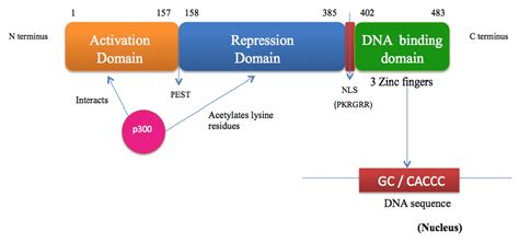 Structure Of Klf Klf Has An N Terminal Transcriptional Activation