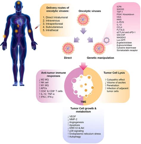 Frontiers Oncolytic Virotherapy In Peritoneal Metastasis Gastric