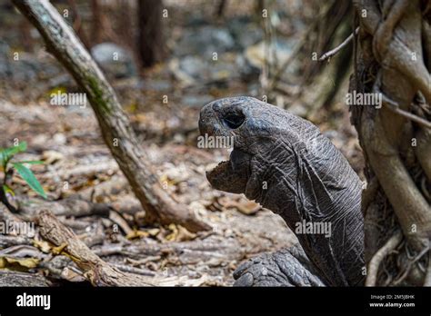 Mauritius Giant Land Turtle In Green Forest Setting Mauritian Native