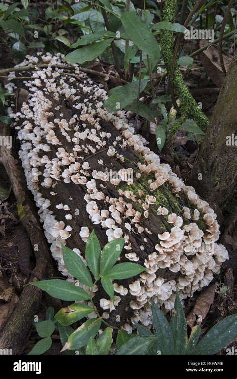 Amazon rainforest fungus hi-res stock photography and images - Alamy