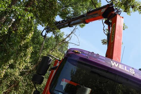 Feuerwehr im Einsatz Baum drohte in Wels Schafwiesen auf Straße zu stürzen