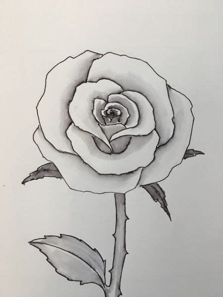 How To Draw A Rose Easy Flower Drawings Rose Sketch Roses Drawing