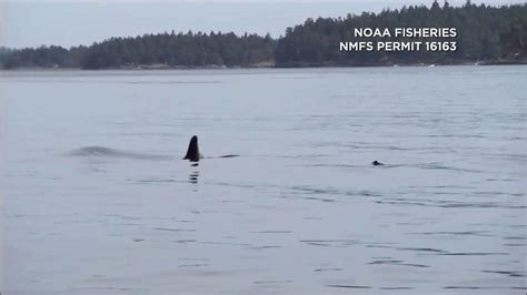 Car Tab Initiative Could Cut Into Washington State`s Orca Recovery Video