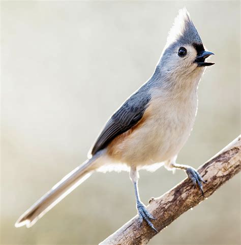 Tufted Titmouse Photo Gallery Be Your Own Birder