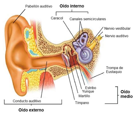 Cómo Está Formado Oído Interno Consultas Otorrino