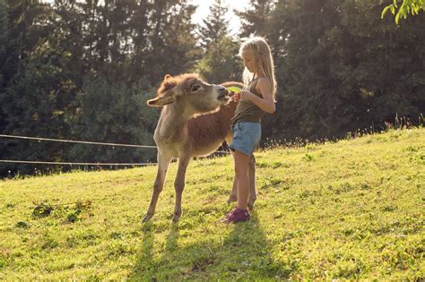 Bilder Impressionen Familienbauernhof Samerhof