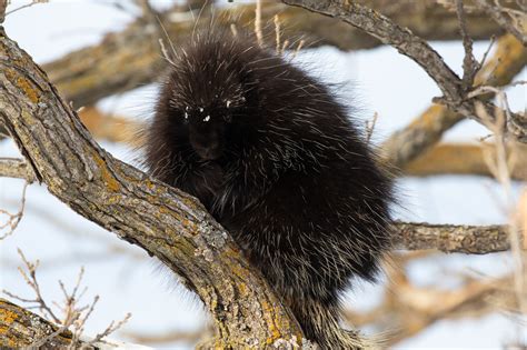 Definitive Guide To North American Porcupine Facts, Habitat ...