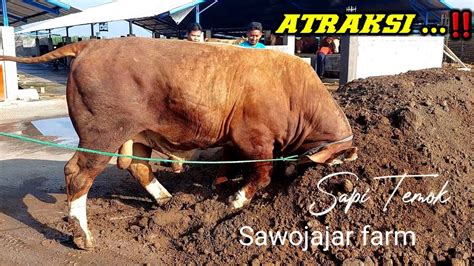 SAPI NGAMUK DI KANDANG ADA YANG MIRIP WARISO SETIA FARM SI WOWO