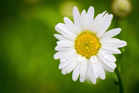 Darmowe Zdjęcia Natura kwitnąć biały pole fotografia łąka