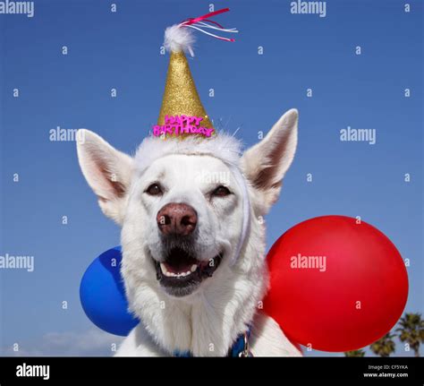 White german shepherd happy birthday hi-res stock photography and ...