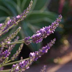 Alle Planten Lavandula X Intermedia Phenomenal Liter