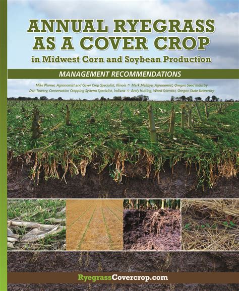 Annual Ryegrass As A Cover Crop In Midwest Corn And Soybean Production